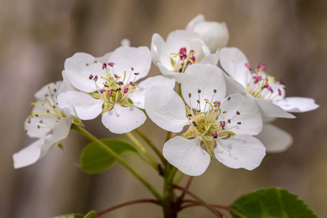 Wilder Birnbaum (Pyrus pyraster) [2]